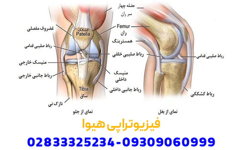 آناتومی رباط های صلیبی